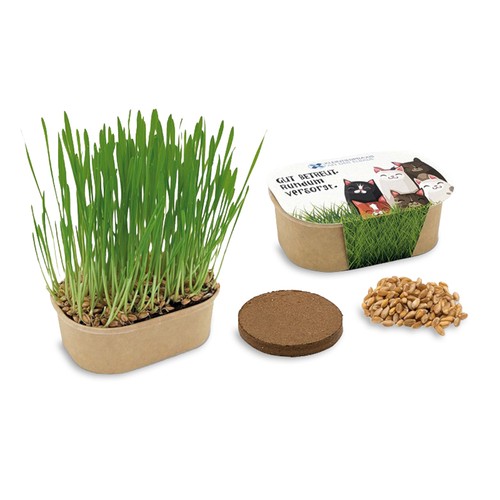 Cat grass planting kit - Cat grass Cat grass planting kit - Cat grass