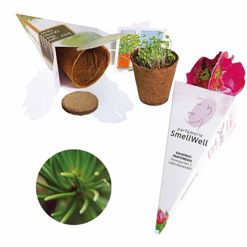 Magic bag - seed set - Norway spruce