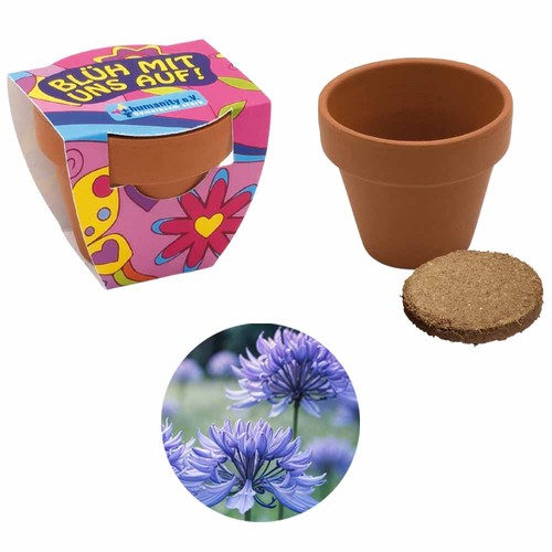 Small terracotta plant pots - Cornflower