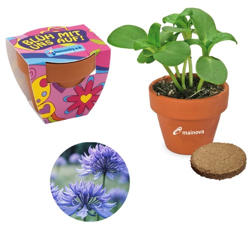 Small terracotta plant pots - Cornflower Small terracotta plant pots - Cornflower