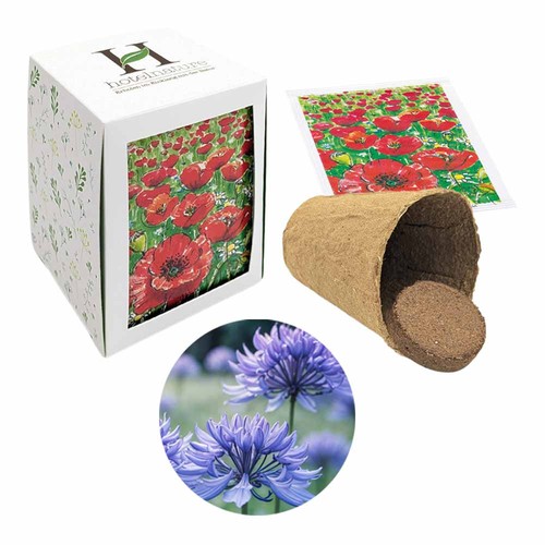 Passepartout Seed Planting Kit - Cornflower