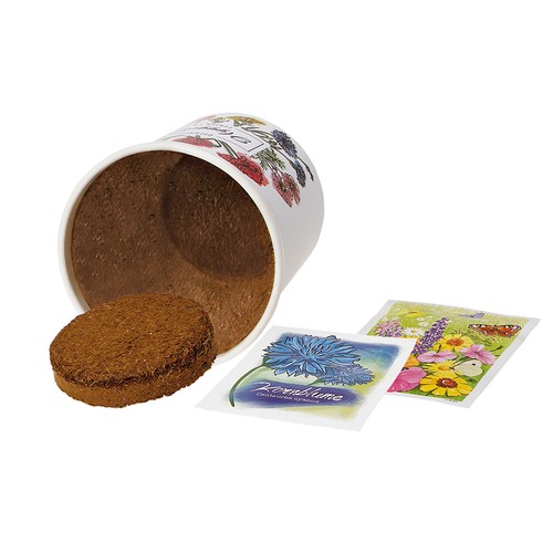Cup-Flower - seed set - Meadow clover Cup-Flower - seed set - Meadow clover