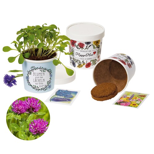 Cup-Flower - seed set - Meadow clover