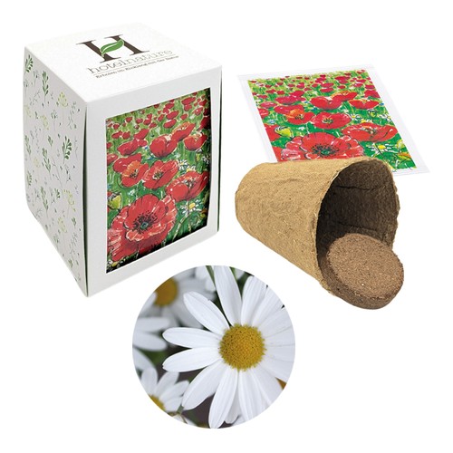 Passepartout Seed Planting Kit - Oxeye daisy
