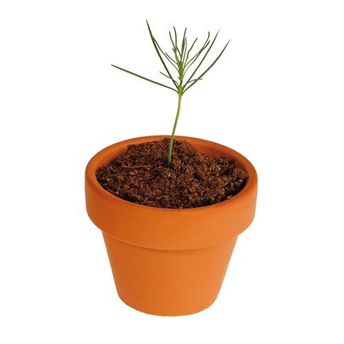 Tiny Tree - Assembly Kit - Norway spruce Tiny Tree - Assembly Kit - Norway spruce
