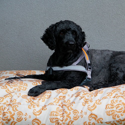 Oreiller pour chien imperméable avec rembourrage. grande tai thumbnail 7